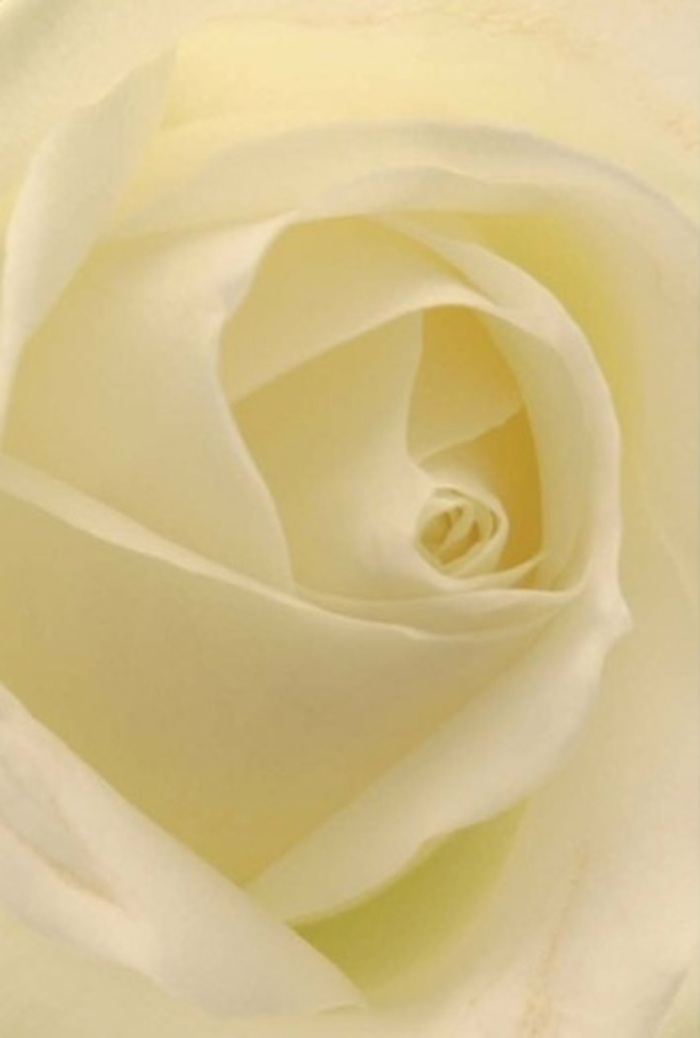 In this detailed composition, a classic white rose unfolds in luminous layers, evoking the understated elegance of a Limehouse bouquet prepared for special occasions by Bermondsey's edge. Milk-white and cream hues mingle, each petal expertly arranged by the hand of a local florist mindful of the rituals that grace celebrations and quiet moments alike along Ropemakers Fields. As sunlight seeps through the delicate layers, the entire flower appears softly illuminated, its spiraled centre exuding a sense of purity and quiet reassurance. Such a rose, perfect as a wedding centrepiece at The Grapes or a heartfelt offering in tribute near St. Anne's Church, radiates both sophistication and strength. The subtle interplay of colour and shadow enhances its lifelike beauty, while its unspoken fragrance-clean, serene, and comforting-mirrors the gentle, meaningful touch found in every Limehouse delivery. This arrangement embodies both the artistry and care that distinguish Limehouse floristry.